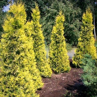 Туя западная Ауресценс Туя западная Ауресценс фото