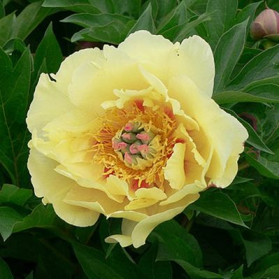 Пион Гарден Треже Пион Гарден Треже фото