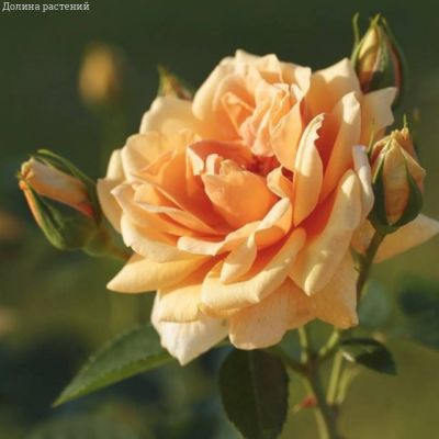 Роза Скайлайн, С2 Роза Скайлайн, С2 - Dolina-Sad.Ru