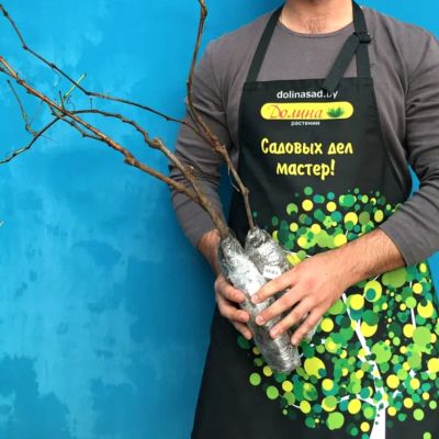 Виноград Шахиня Ирана Виноград Шахиня Ирана - Dolina-Sad.Ru