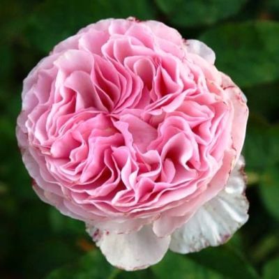 Роза Гартентраум Роза Гартентраум фото