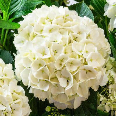 Гортензия крупнолистная Сестра Тереза Гортензия крупнолистная Сестра Тереза фото