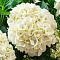 Гортензия крупнолистная Сестра Тереза Гортензия крупнолистная Сестра Тереза фото