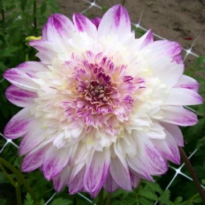 Георгина Ки Сэра Георгина Ки Сэра фото