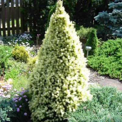 Ель канадская Сан он де Скай Ель канадская Сан он де Скай фото