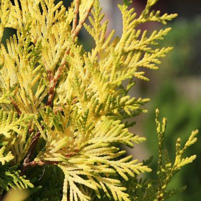 Туя западная Салланд Туя западная Салланд - Dolina-Sad.Ru