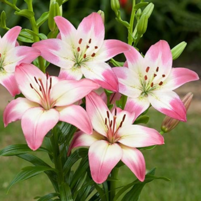 Лилия Леви Лилия Леви фото