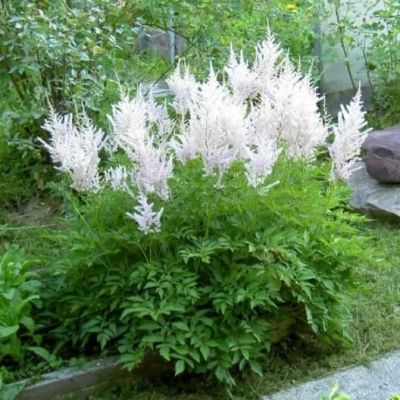 Астильба Белая Астильба Белая фото