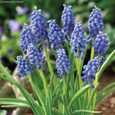 Мускари Армянский Мускари Армянский фото