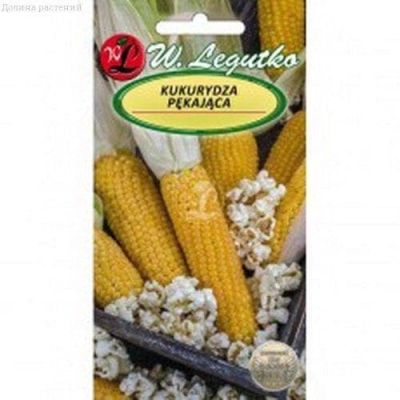 Кукуруза Пламя (Польша) фото