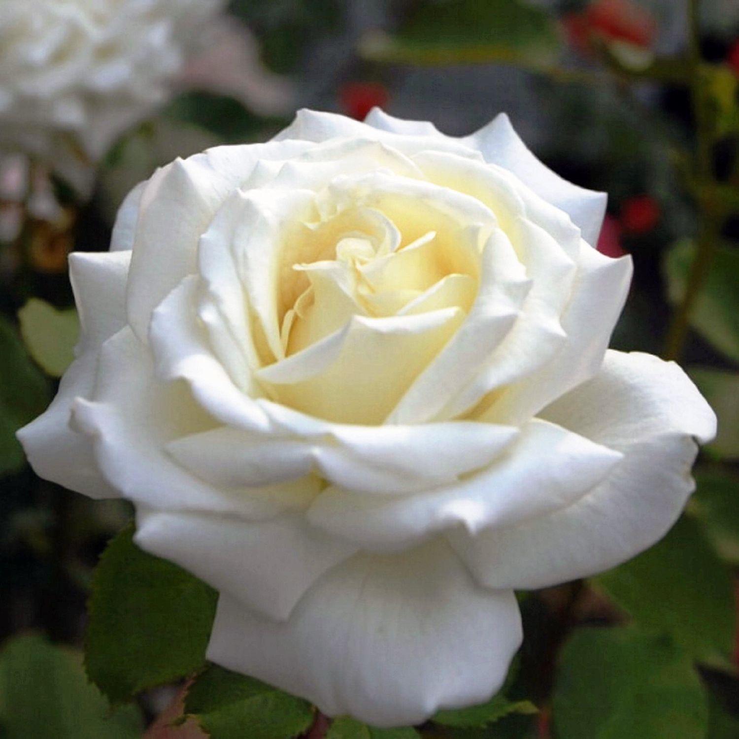 Роза Шопен Роза Шопен фото