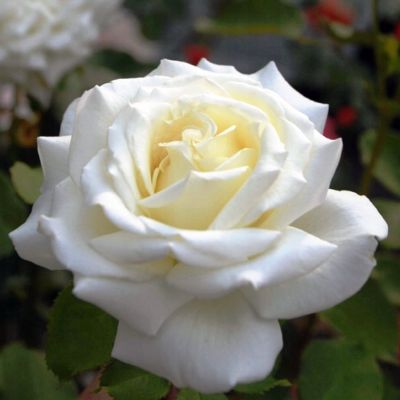 Роза Шопен Роза Шопен фото