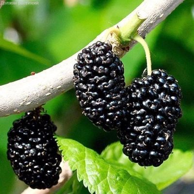 Шелковица черная Жемчужина Шелковица черная Жемчужина фото