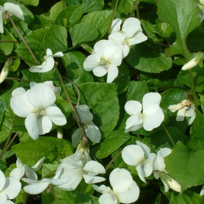 Фиалка сестринская "Альба" фото