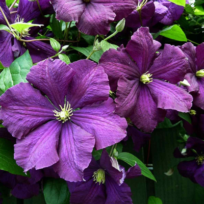 Клематис Этуаль Виолет Клематис Этуаль Виолет фото