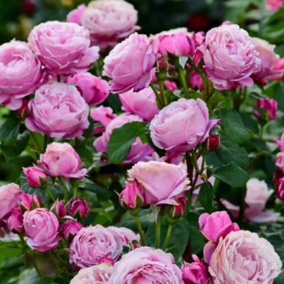 Роза Дитер Мюллер Роза Дитер Мюллер - Dolina-Sad.Ru