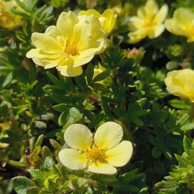 Лапчатка кустарниковая Лемон Меринг, С3 Лапчатка кустарниковая Лемон Меринг, С3 - Dolina-Sad.Ru