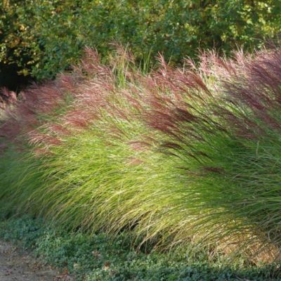 Мискантус китайский Грацилимус , P11 Мискантус китайский Грацилимус , P11 фото