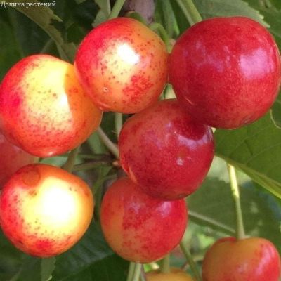 Черешня Соперница Черешня Соперница фото