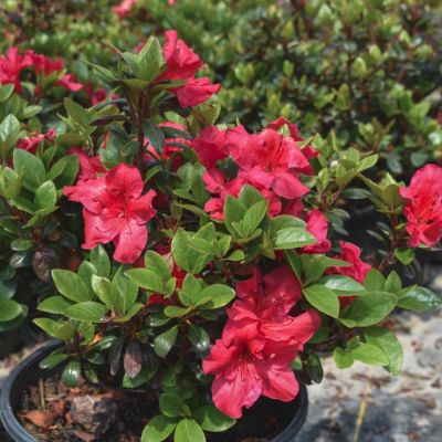 Рододендрон Викс Скарлет Рододендрон Викс Скарлет - Dolina-Sad.Ru