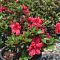 Рододендрон Викс Скарлет Рододендрон Викс Скарлет - Dolina-Sad.Ru