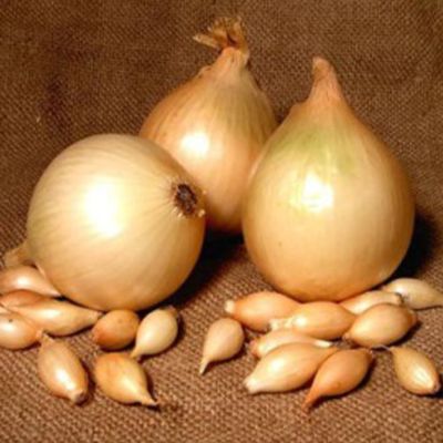 Лук-севок Сентурион (10-21мм) фото