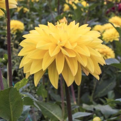 Георгина Американ Сан Георгина Американ Сан - Dolina-Sad.Ru