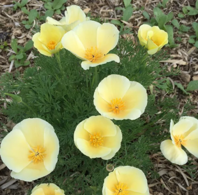 Эшшольция Малибу Эшшольция Малибу фото