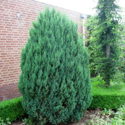 Можжевельник китайский Стрикта, С3 - Dolina-Sad.Ru