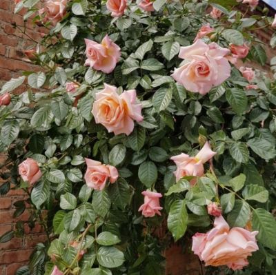 Роза Критик Роза Критик - Dolina-Sad.Ru