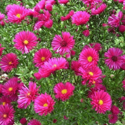 Астра кустарниковая Дженни фото