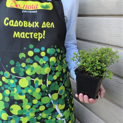 Тимьян лимоннопахнущий Ауреус Тимьян лимоннопахнущий Ауреус фото