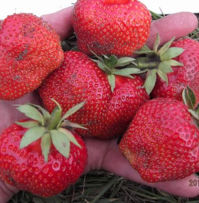 Клубника Вима Тарда/Поздняя Клубника Вима Тарда/Поздняя фото