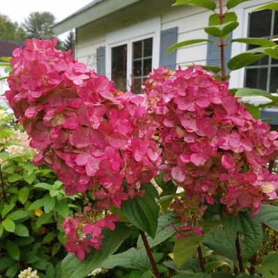 Гортензия метельчатая Мэджикал Файер - Dolina-Sad.Ru