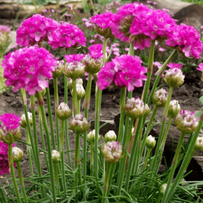 Армерия приморская Спленденс , P9 Армерия приморская Спленденс , P9 фото