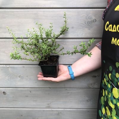 Кизильник дугообразный Декорус Кизильник дугообразный Декорус фото