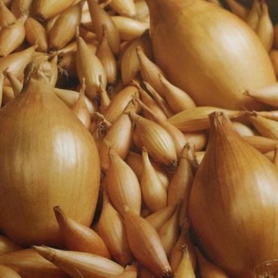 Лук-севок Бирнформиге (10-21мм) Лук-севок Бирнформиге (10-21мм) фото