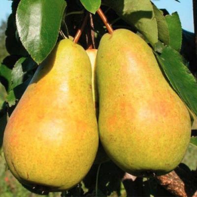 Груша Осенняя Сладкая Груша Осенняя Сладкая - Dolina-Sad.Ru