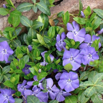 Барвинок малый Сенг Барвинок малый Сенг - Dolina-Sad.Ru