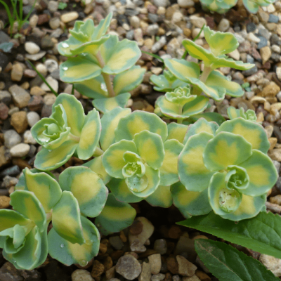 Седум Зибольда Вариегатум фото