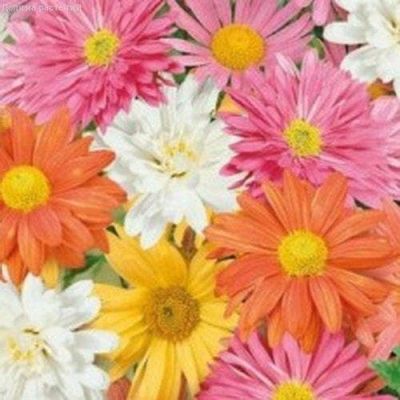 Хризантема индийская Осенний букет Хризантема индийская Осенний букет фото