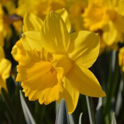 Нарцисс Дач Мастер фото