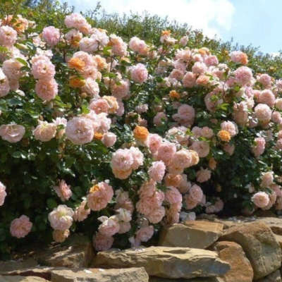 Роза Шон Вон Си фото