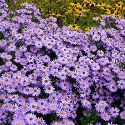 Астра кустарниковая Профессор Киппенберг , C2 фото