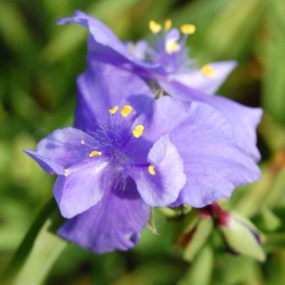 Традесканция Андерсона Церулеа Плена Традесканция Андерсона Церулеа Плена - Dolina-Sad.Ru