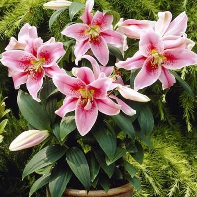 Лилия Мона Лиза 2 шт Лилия Мона Лиза 2 шт фото