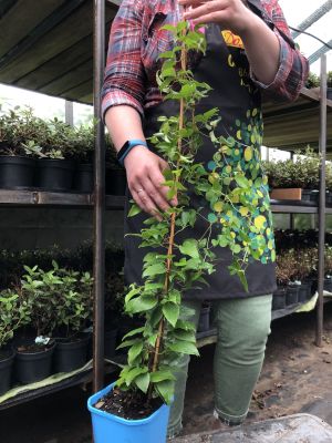 Клематис Генерал Сикорски, С2 Клематис Генерал Сикорски, С2 фото