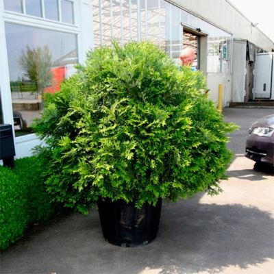 Туевик долотовидный Ауреа Туевик долотовидный Ауреа - Dolina-Sad.Ru