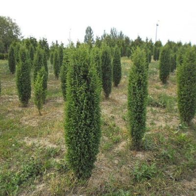 Можжевельник обыкновенный Сентинел, С3 - Dolina-Sad.Ru