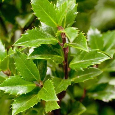 Падуб Мезерва Хекенпрахт Падуб Мезерва Хекенпрахт - Dolina-Sad.Ru